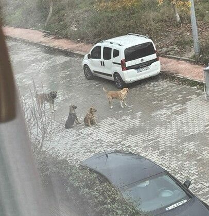 O mahallede başıboş köpek sorunu büyüyor!